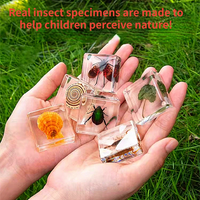 Thumbnail for Insekten Sammlung | Einzigartige Tierische Exemplare - 12 Holz-Insekten in Harz