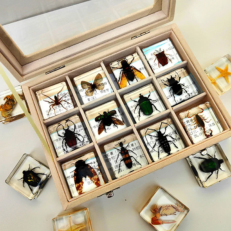 Insekten Sammlung | Einzigartige Tierische Exemplare - 12 Holz-Insekten in Harz