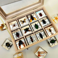 Thumbnail for Insekten Sammlung | Einzigartige Tierische Exemplare - 12 Holz-Insekten in Harz