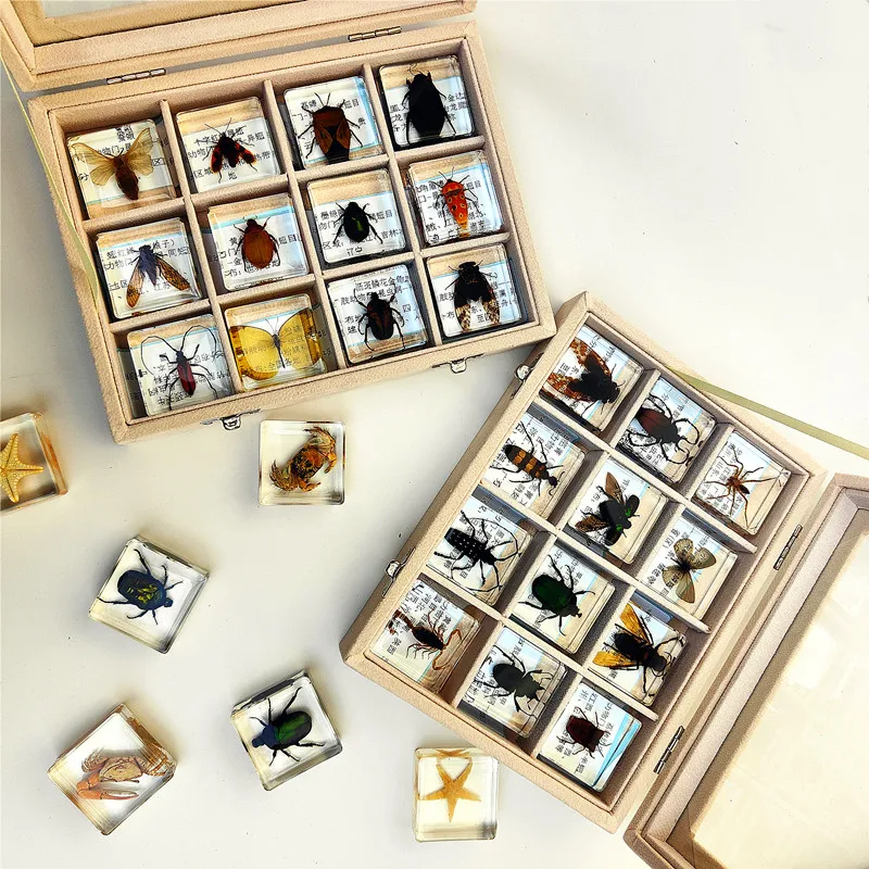 Insekten Sammlung | Einzigartige Tierische Exemplare - 12 Holz-Insekten in Harz