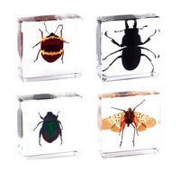 Thumbnail for Insekten Sammlung | Einzigartige Tierische Exemplare - 12 Holz-Insekten in Harz