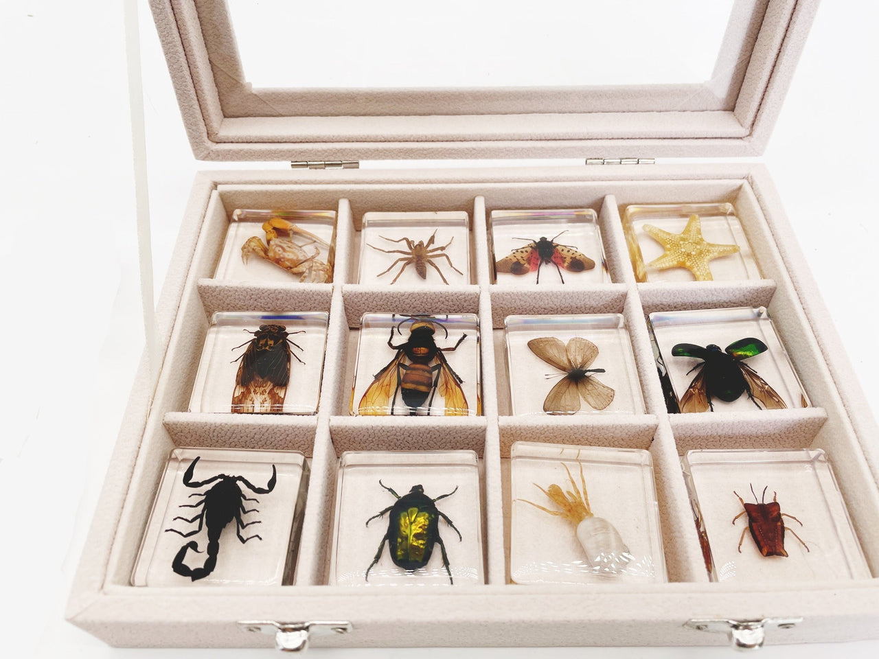 Insekten Sammlung | Einzigartige Tierische Exemplare - 12 Holz-Insekten in Harz