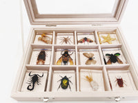 Thumbnail for Insekten Sammlung | Einzigartige Tierische Exemplare - 12 Holz-Insekten in Harz