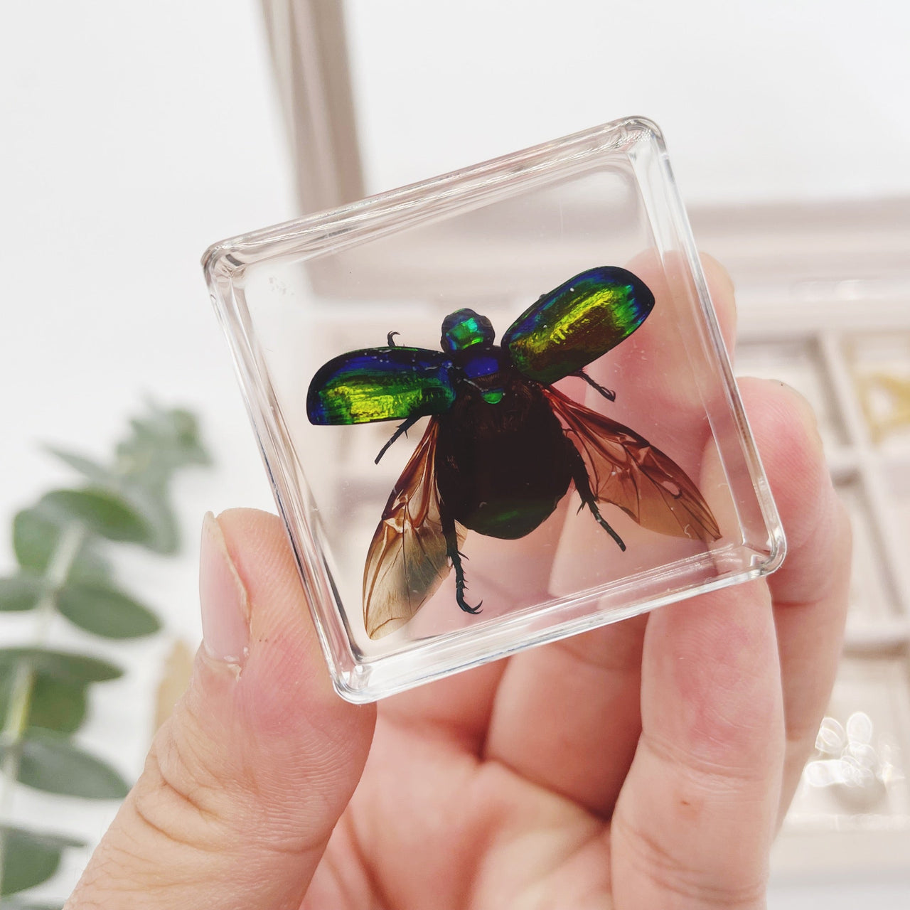 Insekten Sammlung | Einzigartige Tierische Exemplare - 12 Holz-Insekten in Harz