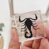 Thumbnail for Insekten Sammlung | Einzigartige Tierische Exemplare - 12 Holz-Insekten in Harz