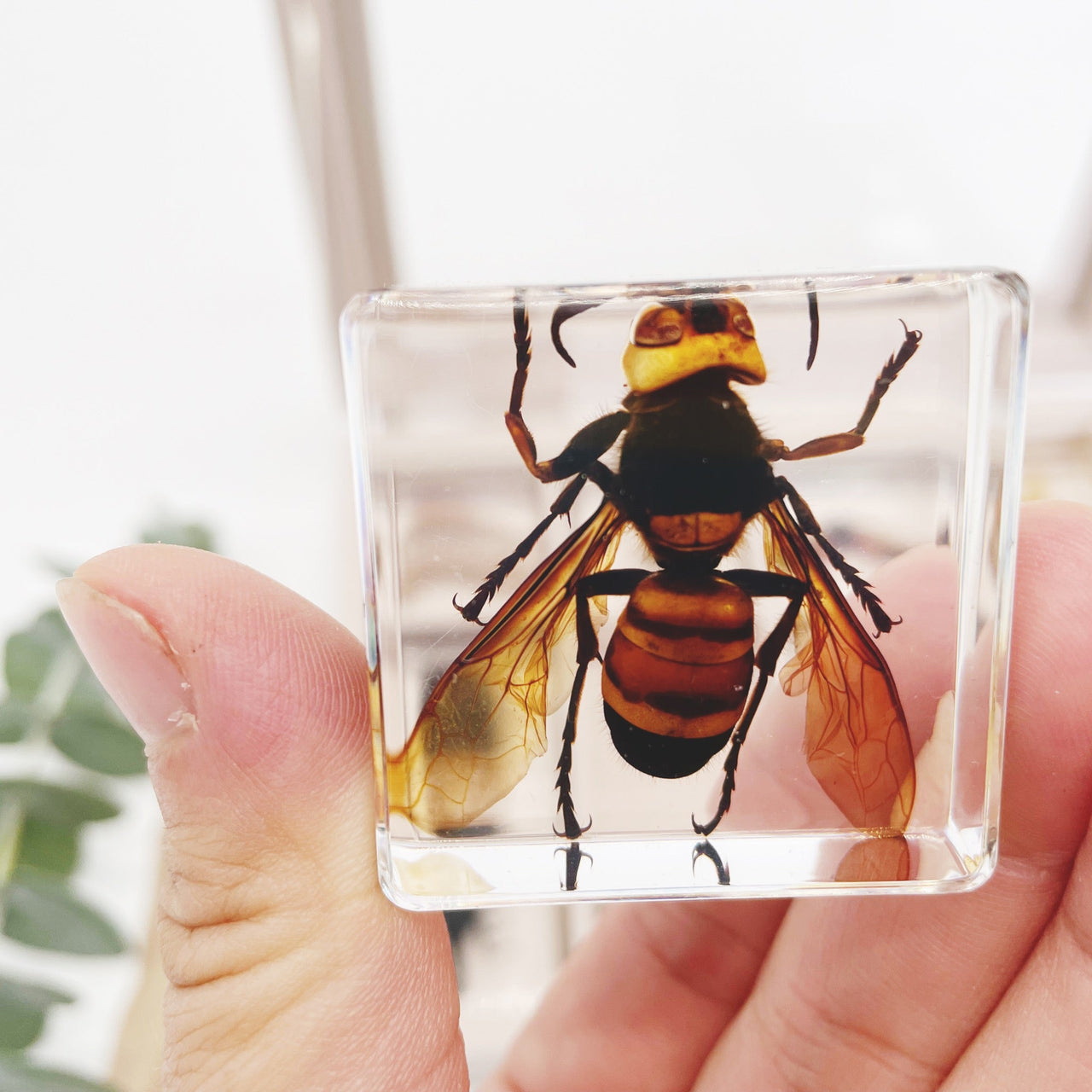 Insekten Sammlung | Einzigartige Tierische Exemplare - 12 Holz-Insekten in Harz